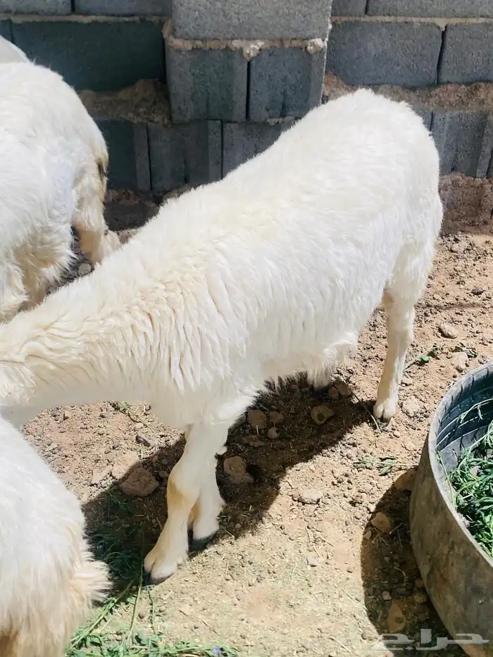 طليان ضحايا طيبه يوجد حجز وتوصيل 1