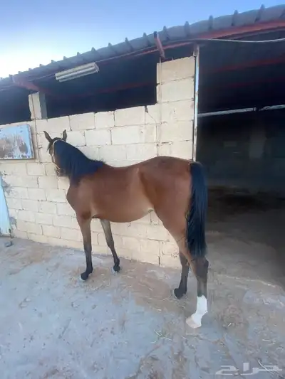 اربع افراس ومهرة للبيع. ورق 2 و شعبي 3 7