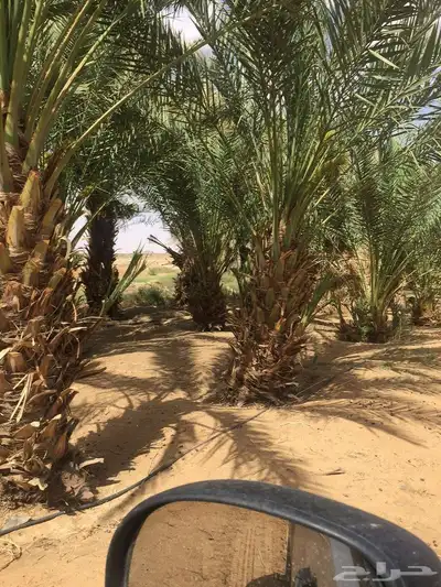 مشروع زراعي حر للبيع 3 رشاشات محورية 16