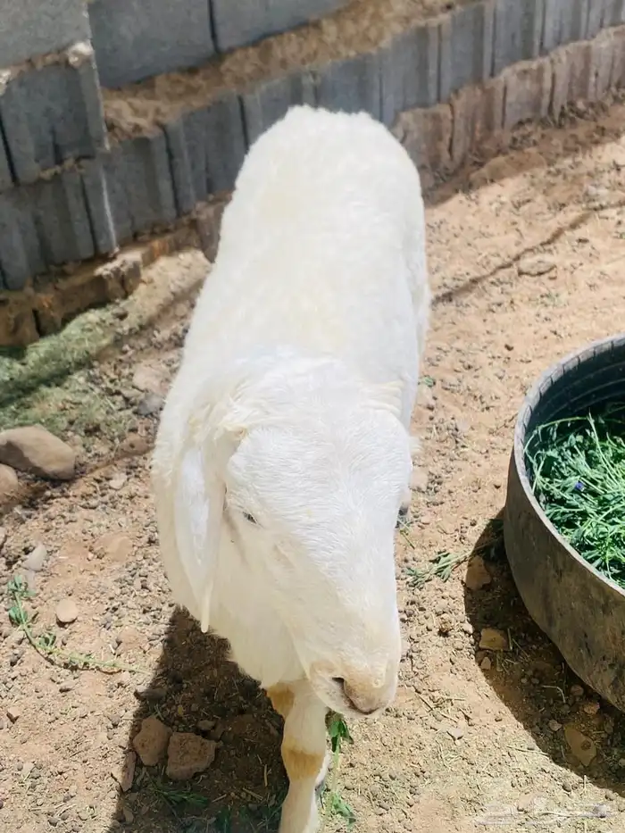 طليان ضحايا طيبه يوجد حجز وتوصيل 0