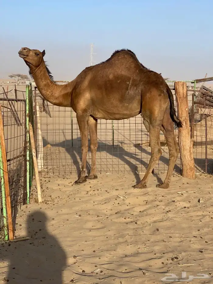 للبيع ناقه حايل اللي يبي ضحيه طيبه 0