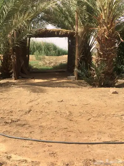 مشروع زراعي حر للبيع 3 رشاشات محورية 11