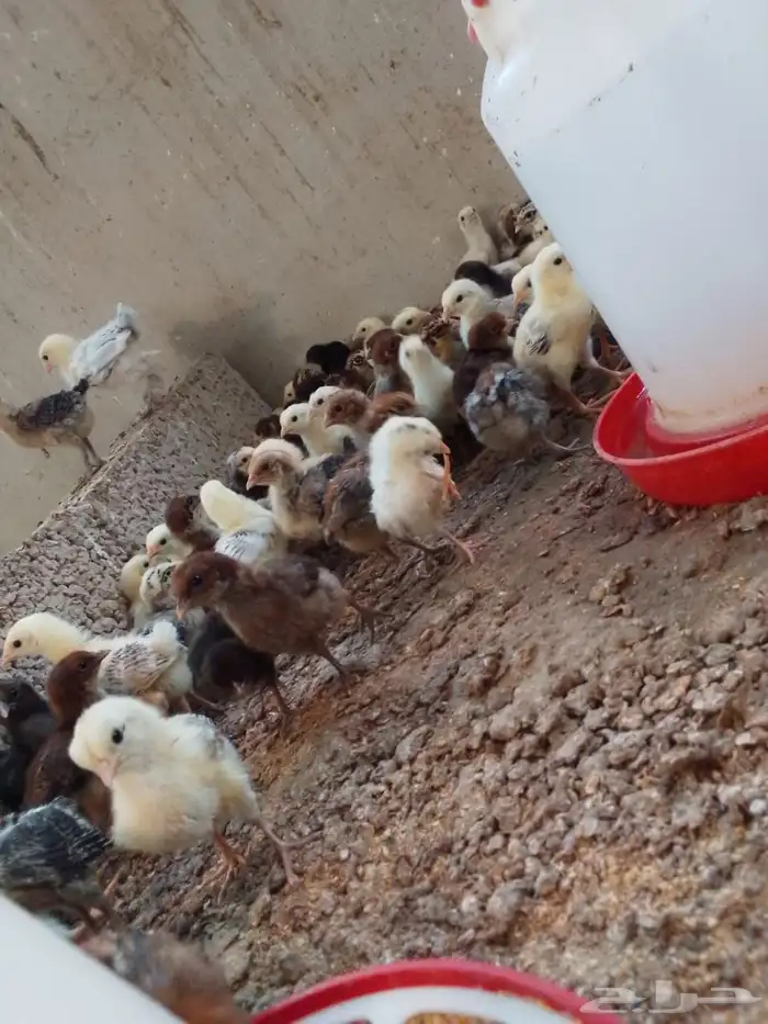 صيصان بلدي وفيومي 21