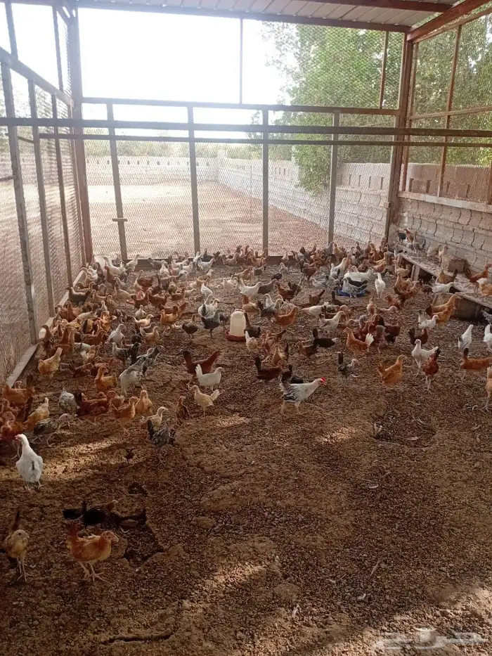 دجاج بلدي العمر 4 شهور 1