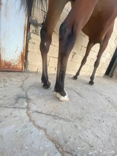 اربع افراس ومهرة للبيع. ورق 2 و شعبي 3 4
