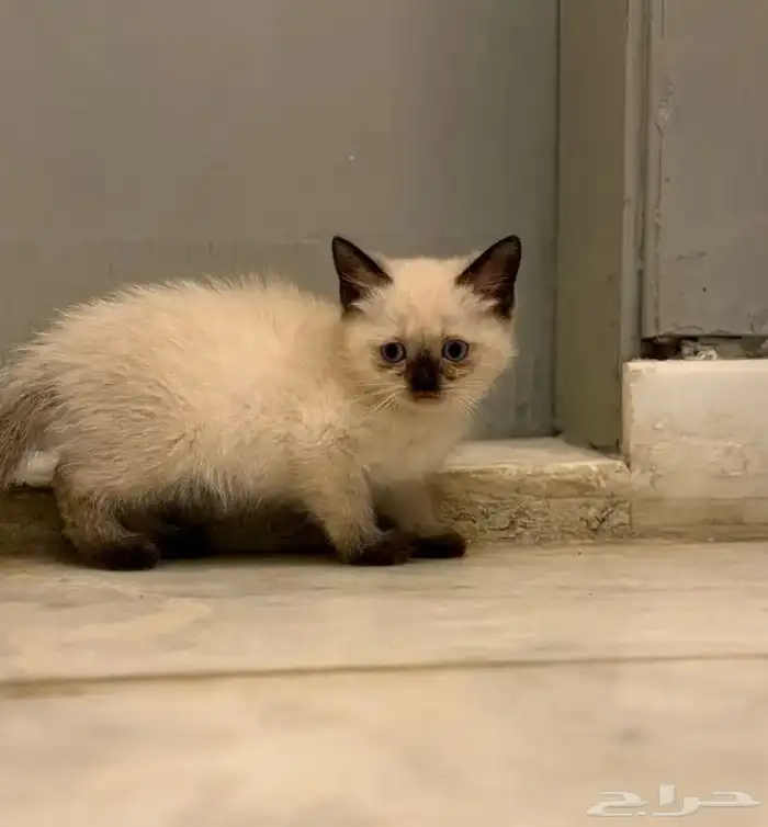 قطط للبيع 5