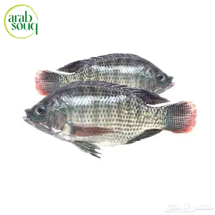 سمك كارب وبلطي 0
