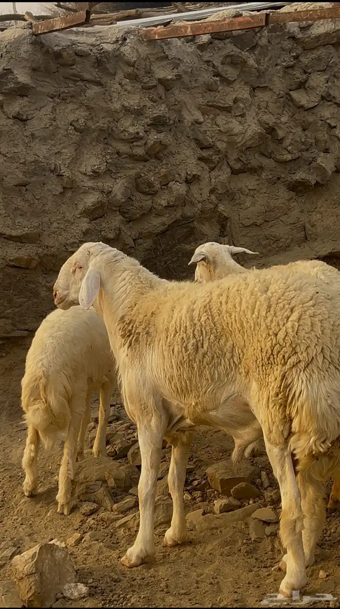 طلي صنف الذي بيأسس مراح او يغير فحول ما يجنب عنه 3