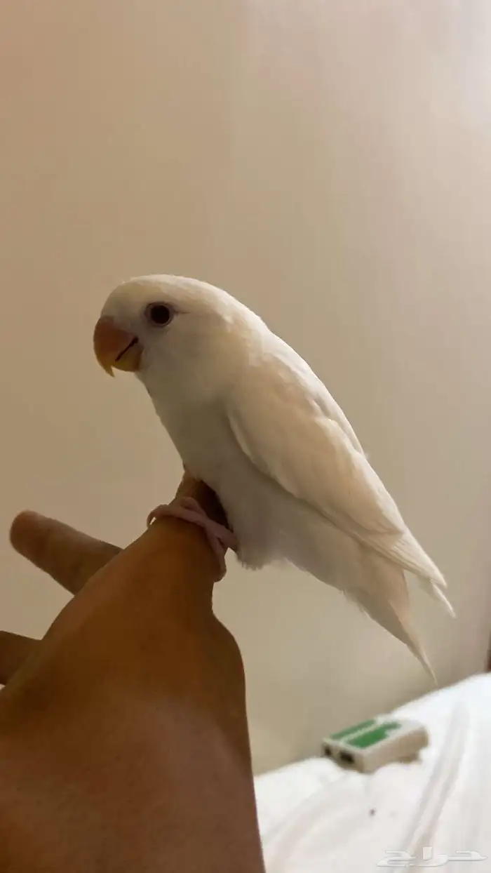 روز 0