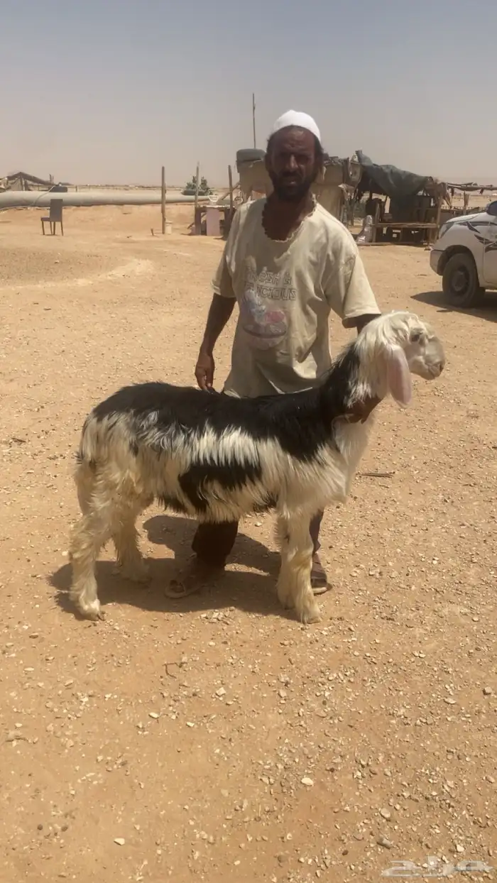 طليان نجدي يضحي تم البيع 0