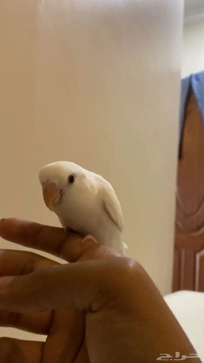 روز 1
