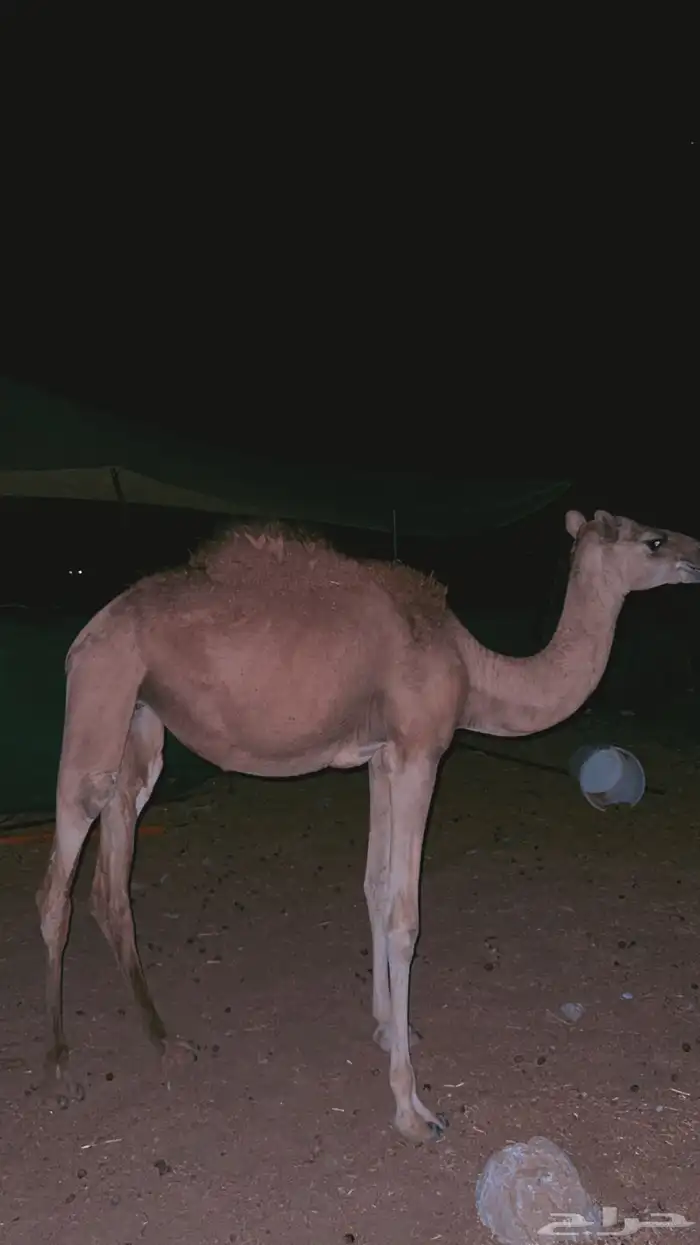 بكره 4