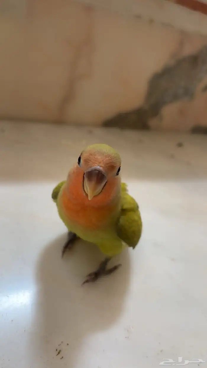 روز أليف( تم البيع ) 0