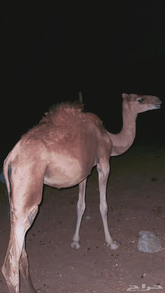 بكره 3