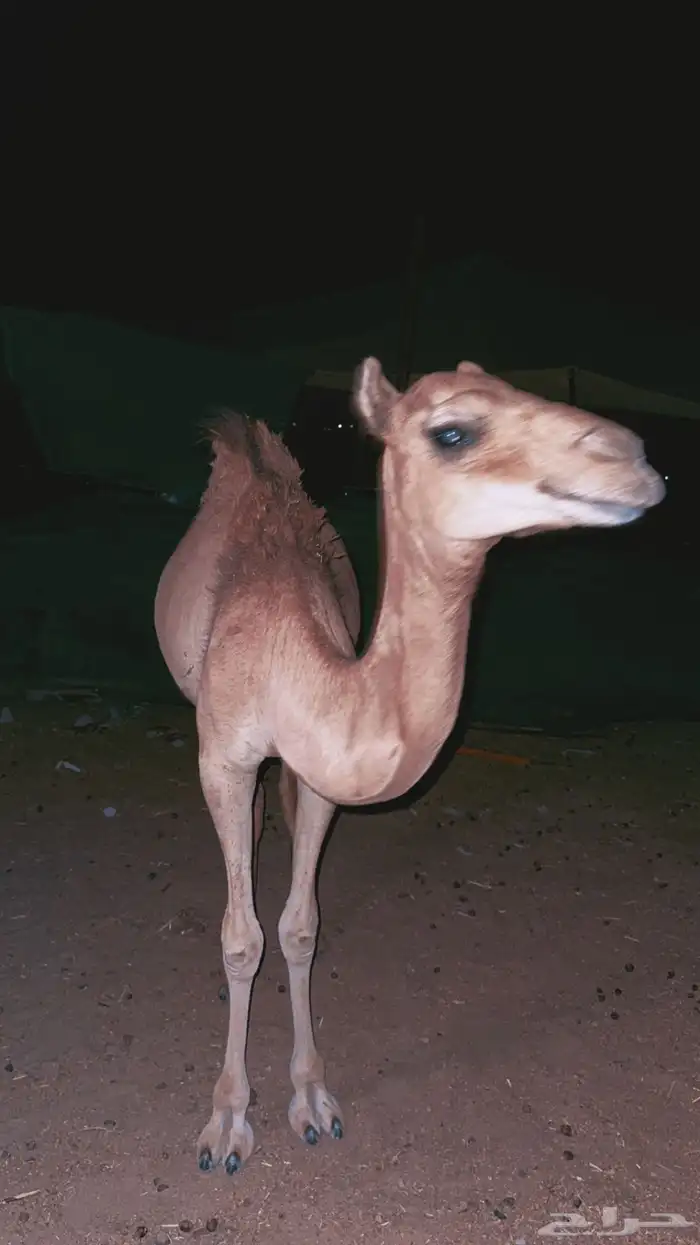 بكره 5