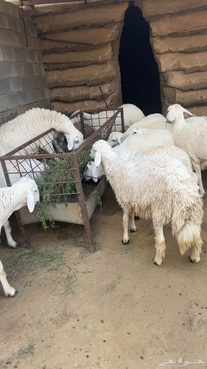 خرفان اضاحي للبيع 2