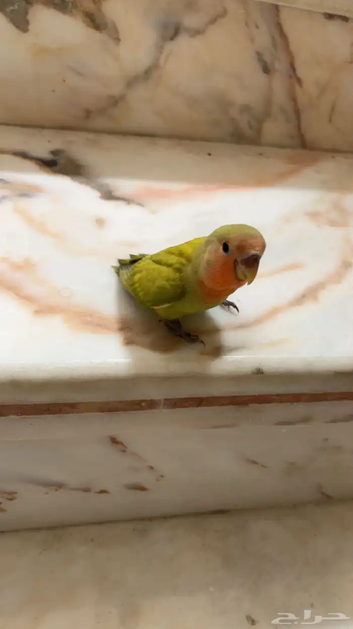 روز أليف( تم البيع ) 4