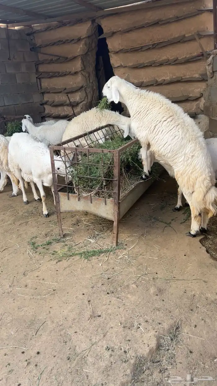 خرفان اضاحي للبيع 0