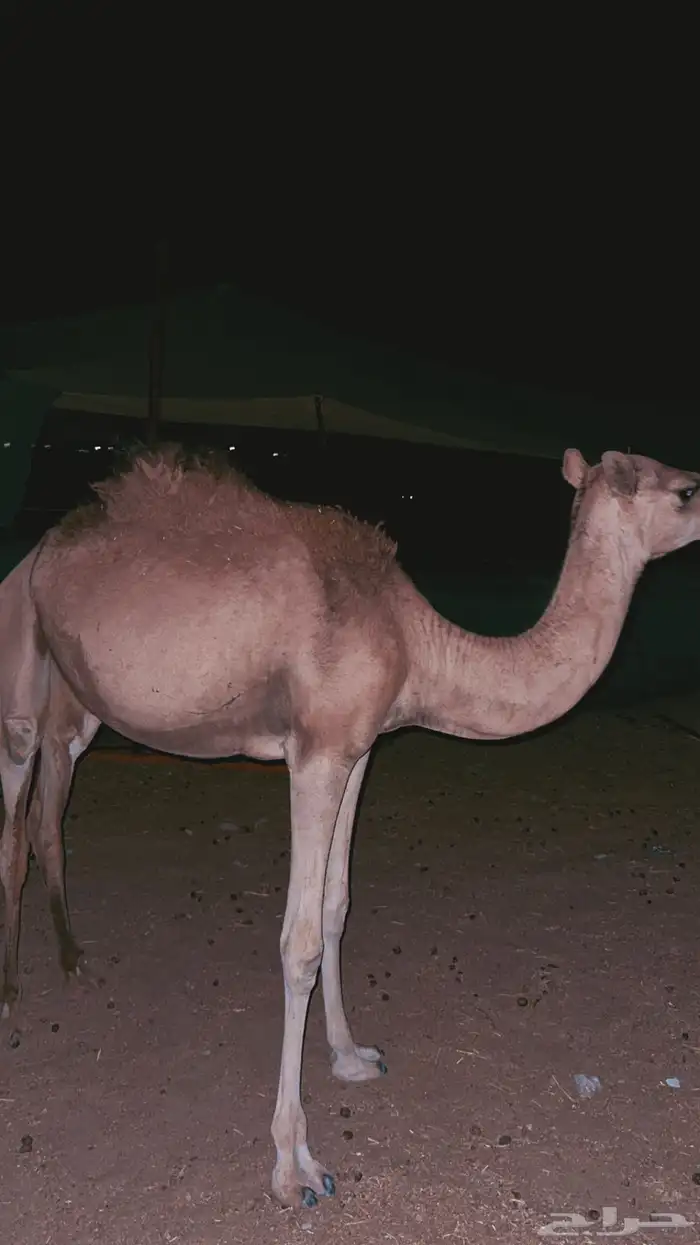 بكره 0