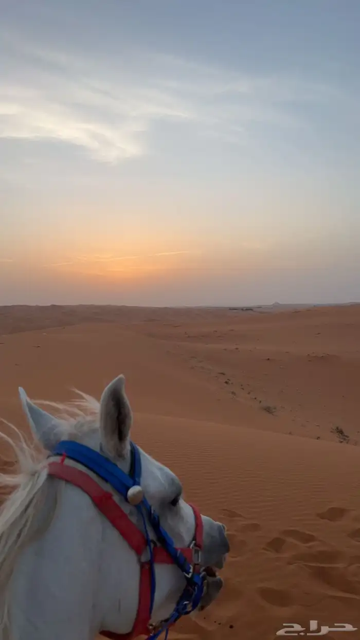 إيواء الخرارة مربط الرهوان 10