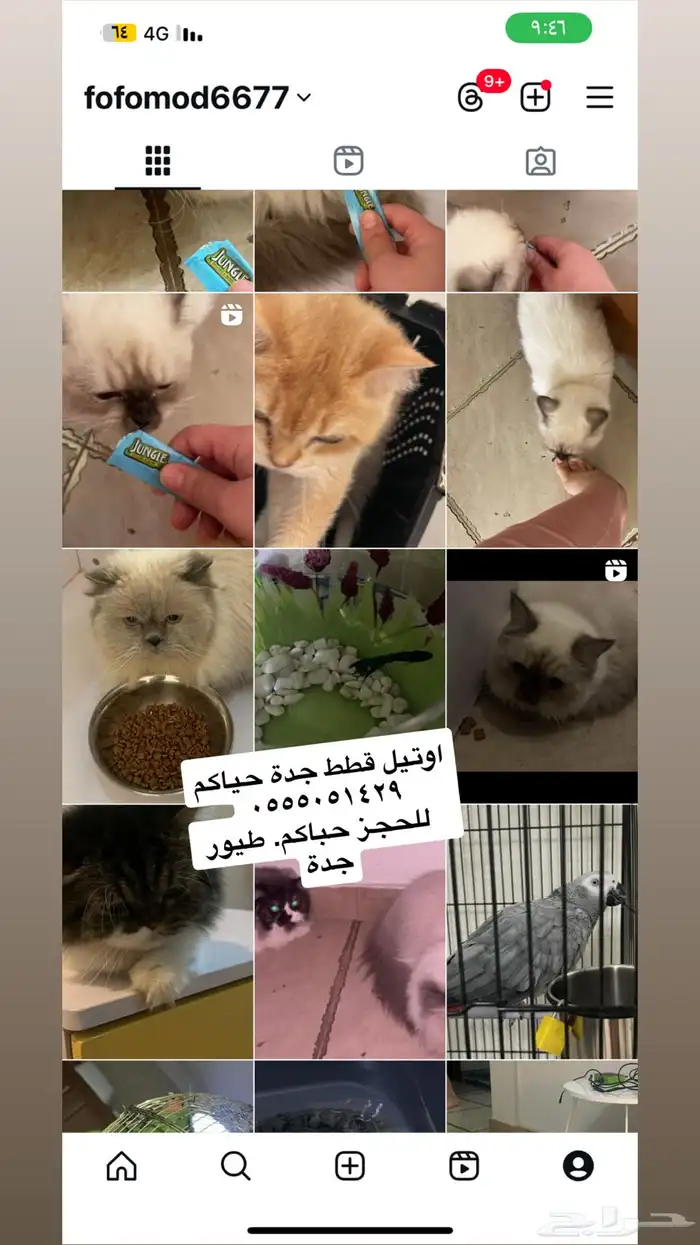 اوتيل. قطط و طيور. سمك الارانب 0