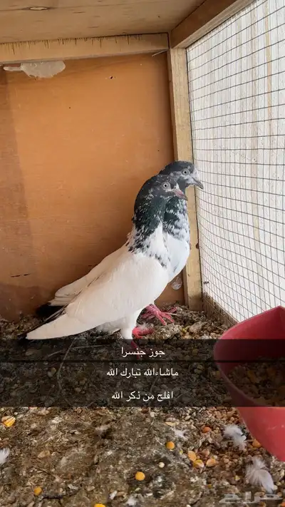 حمام 0