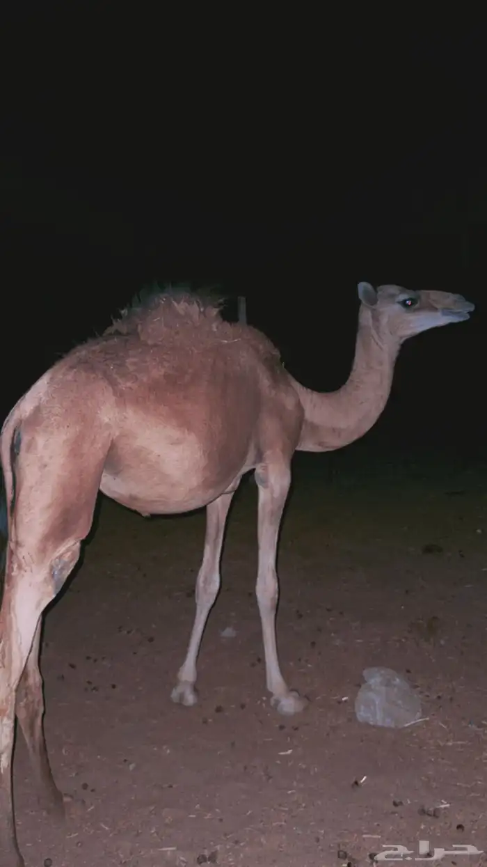 بكره 1