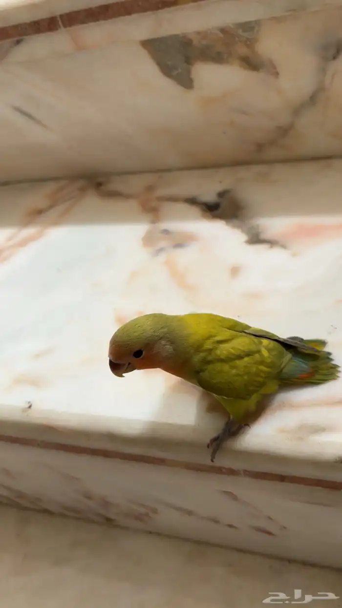 روز أليف( تم البيع ) 2