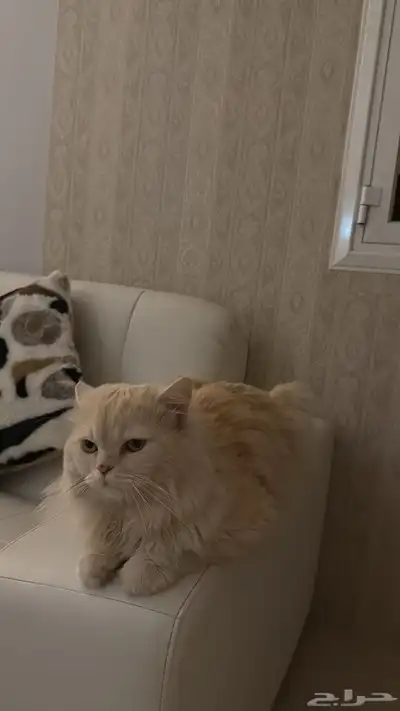 قط شيرازي 4