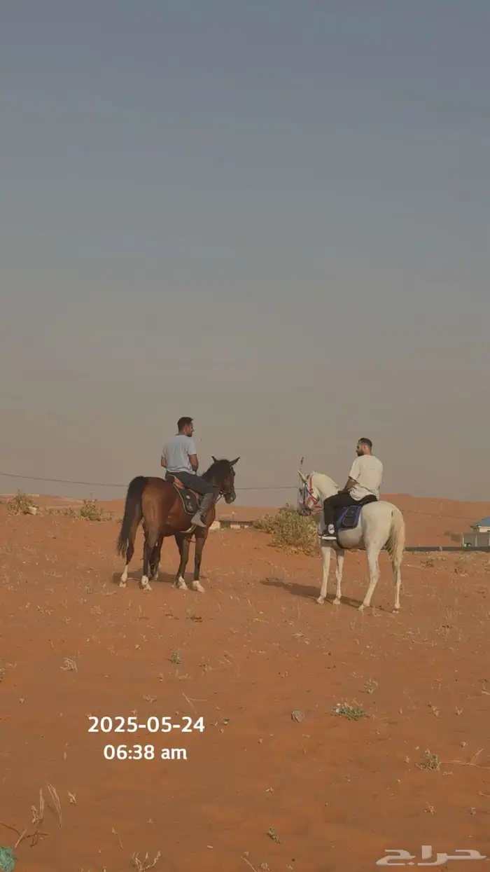 إيواء الخرارة مربط الرهوان 11