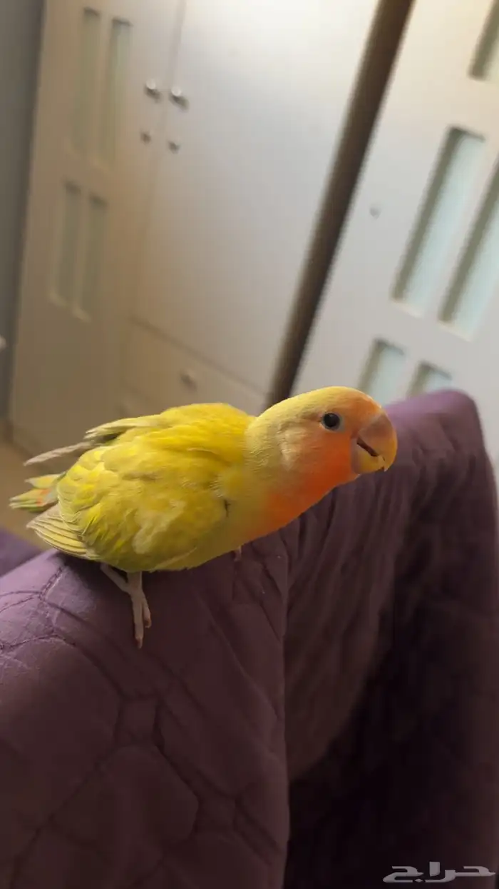 روز أليف( تم البيع ) 1