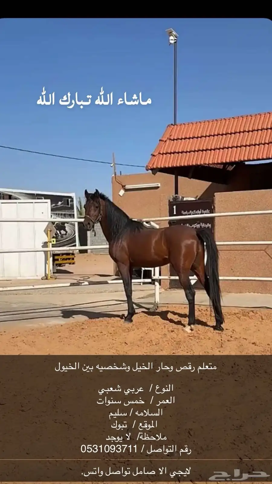 حصان حار 0