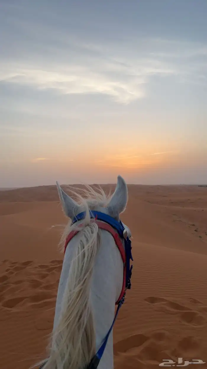 إيواء الخرارة مربط الرهوان 12