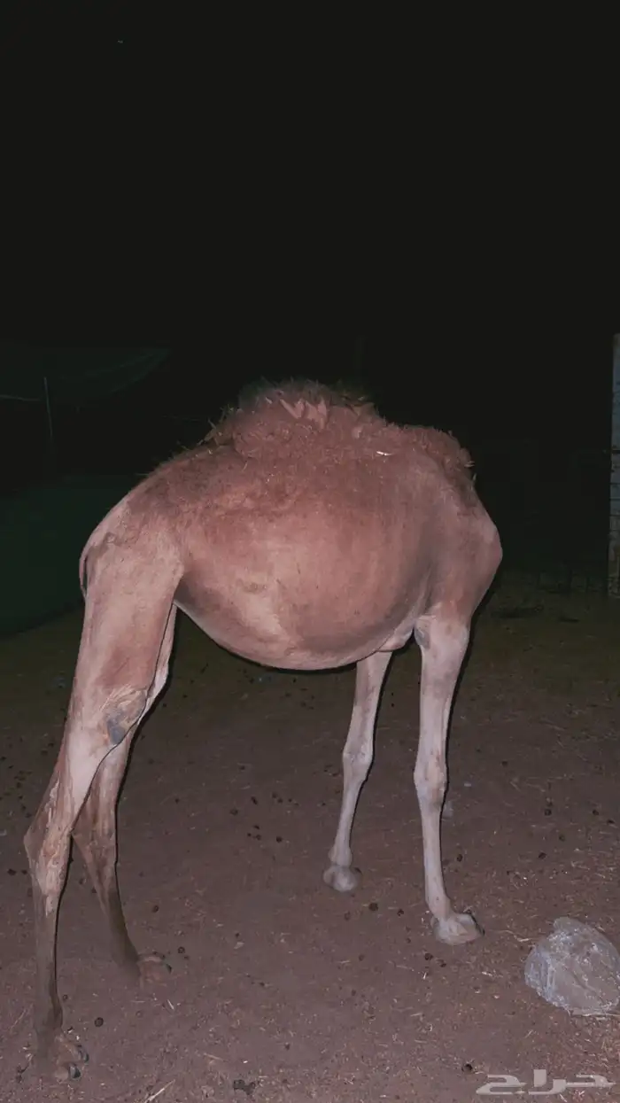بكره 2