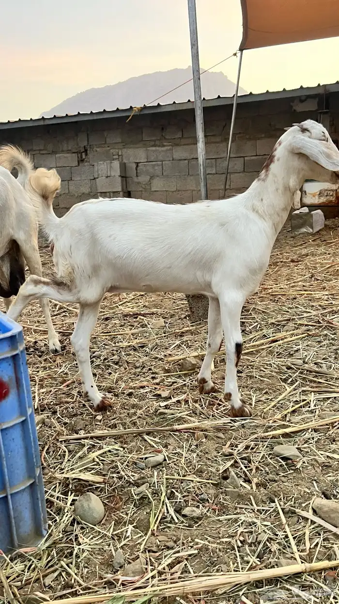 ماعز بلدي 1