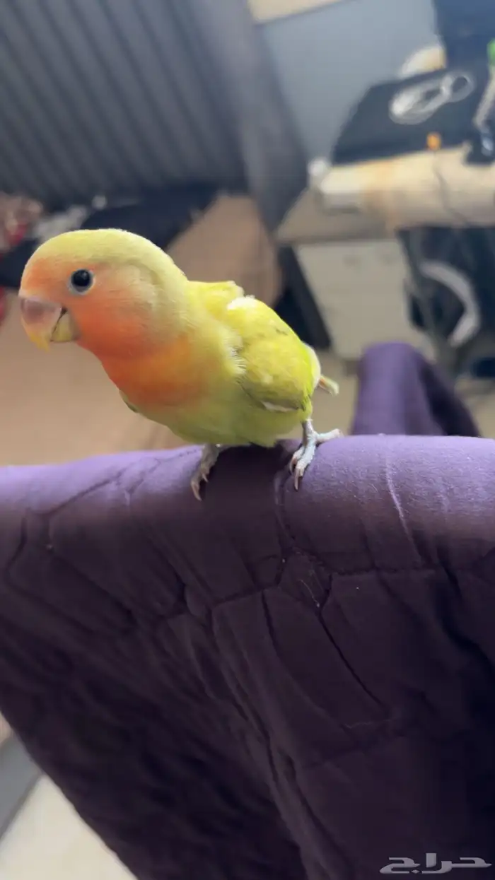 روز أليف( تم البيع ) 3