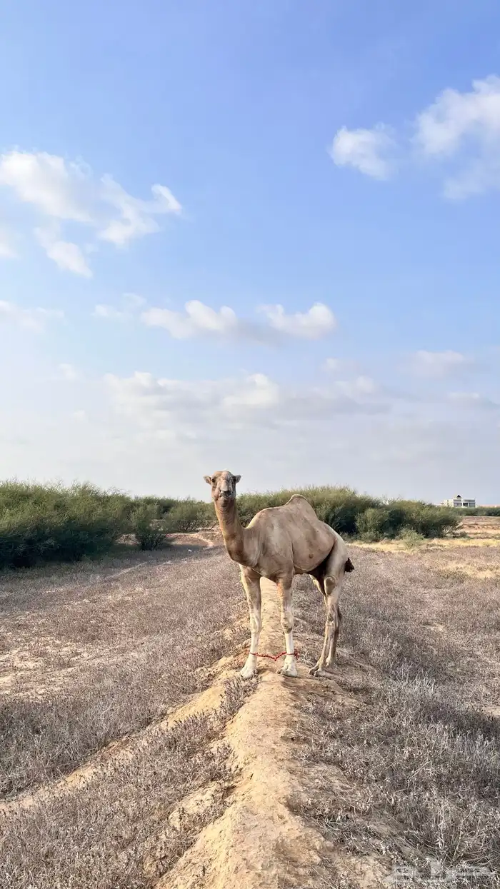 جمل لبيع 1