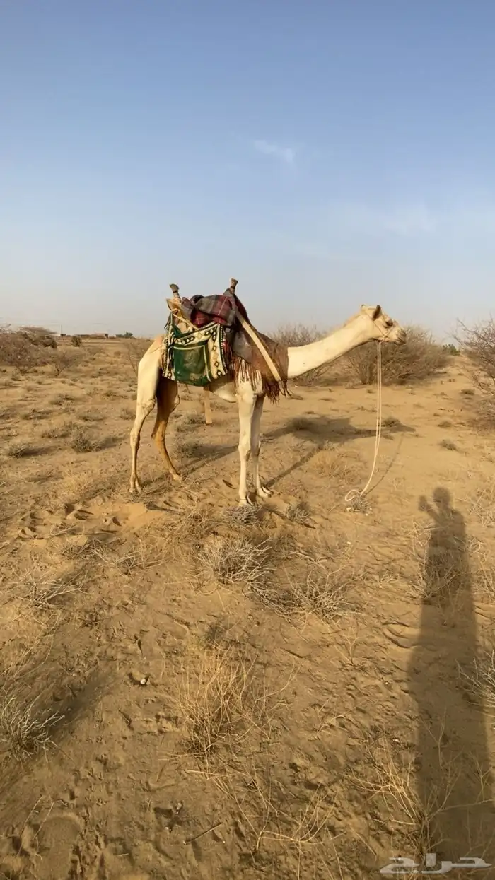 قعود حر سوداني طايع على شرط سليم من جميع العذاريب موقع المظ 0