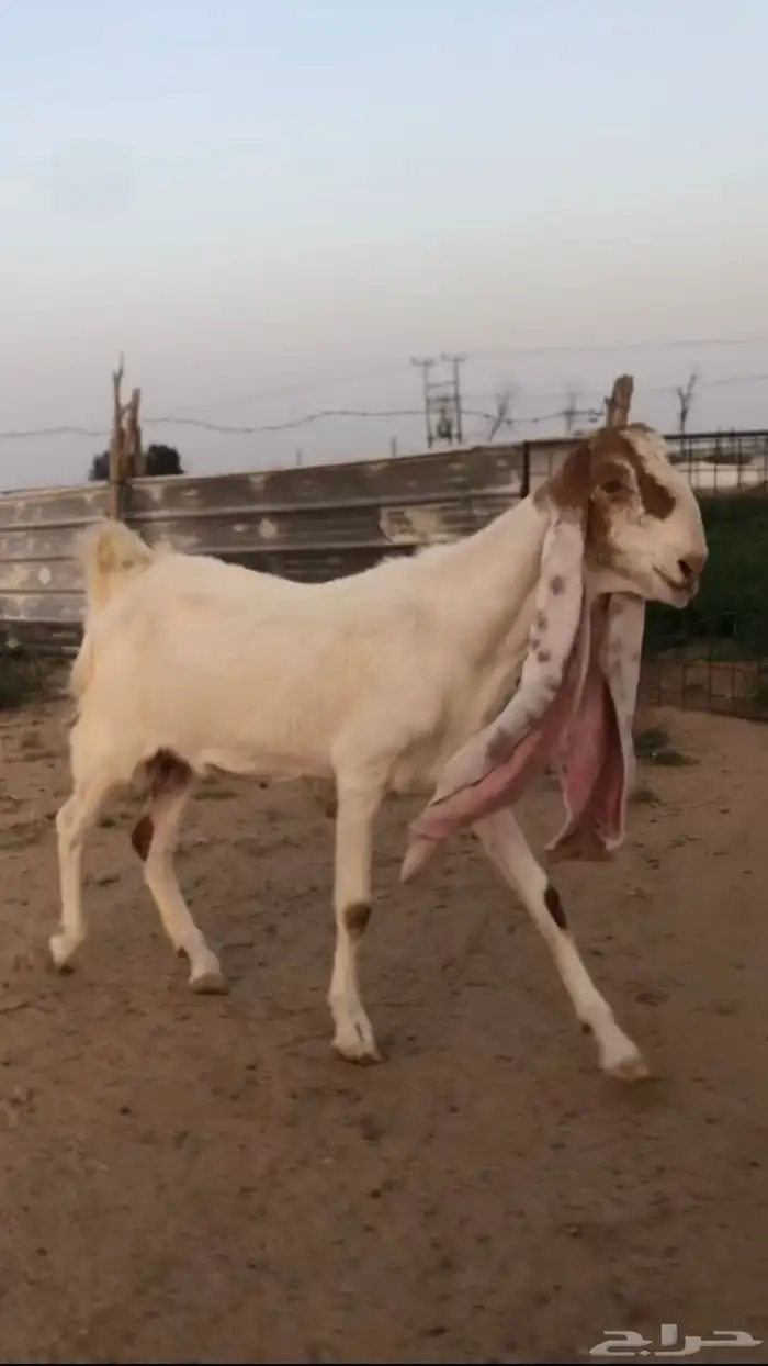 للبيع عنز ثنيه تم البيع الله يبارك للمشتري 1