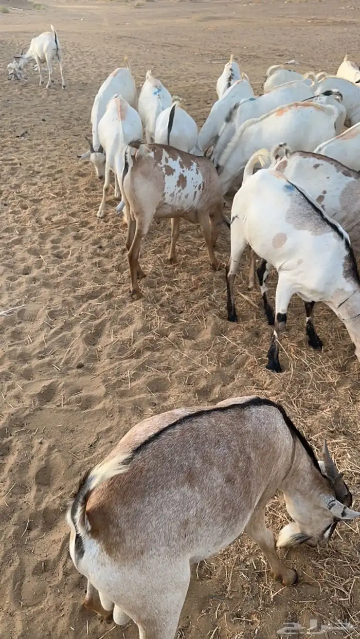 تيوس بربري مربى فل شحم 1
