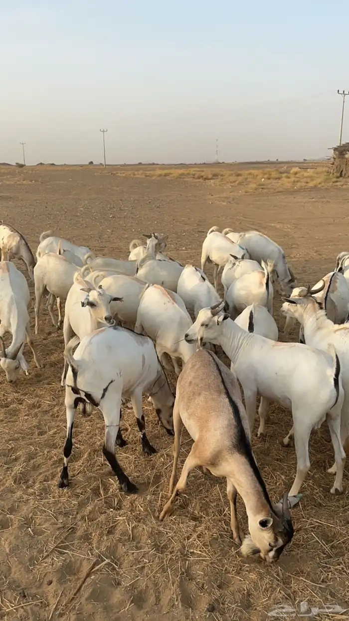 تيوس بربري مربى فل شحم 0