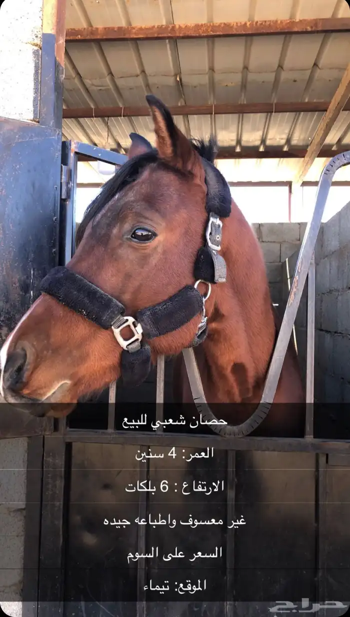 حصان شعبي للبيع 0