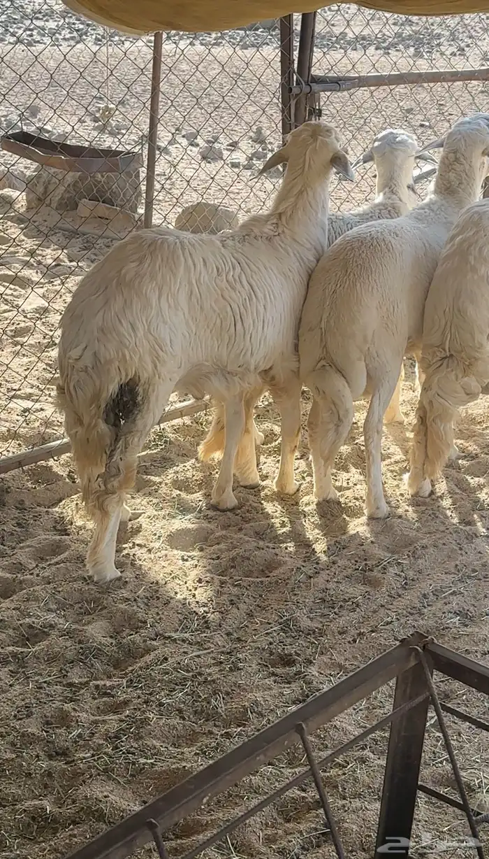 طليان اعياد جبر تم البيع 0