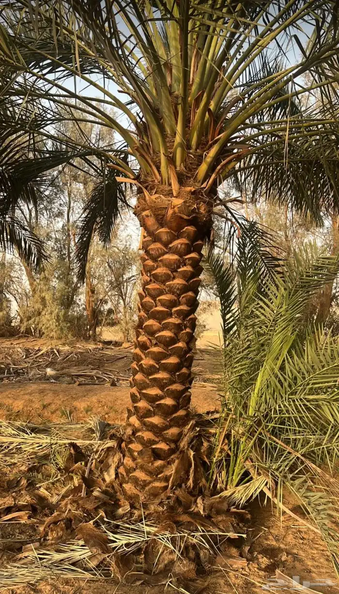 نخل واشنطني زينه أمريكي 3