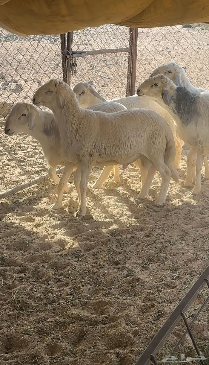 طليان اعياد جبر تم البيع 1
