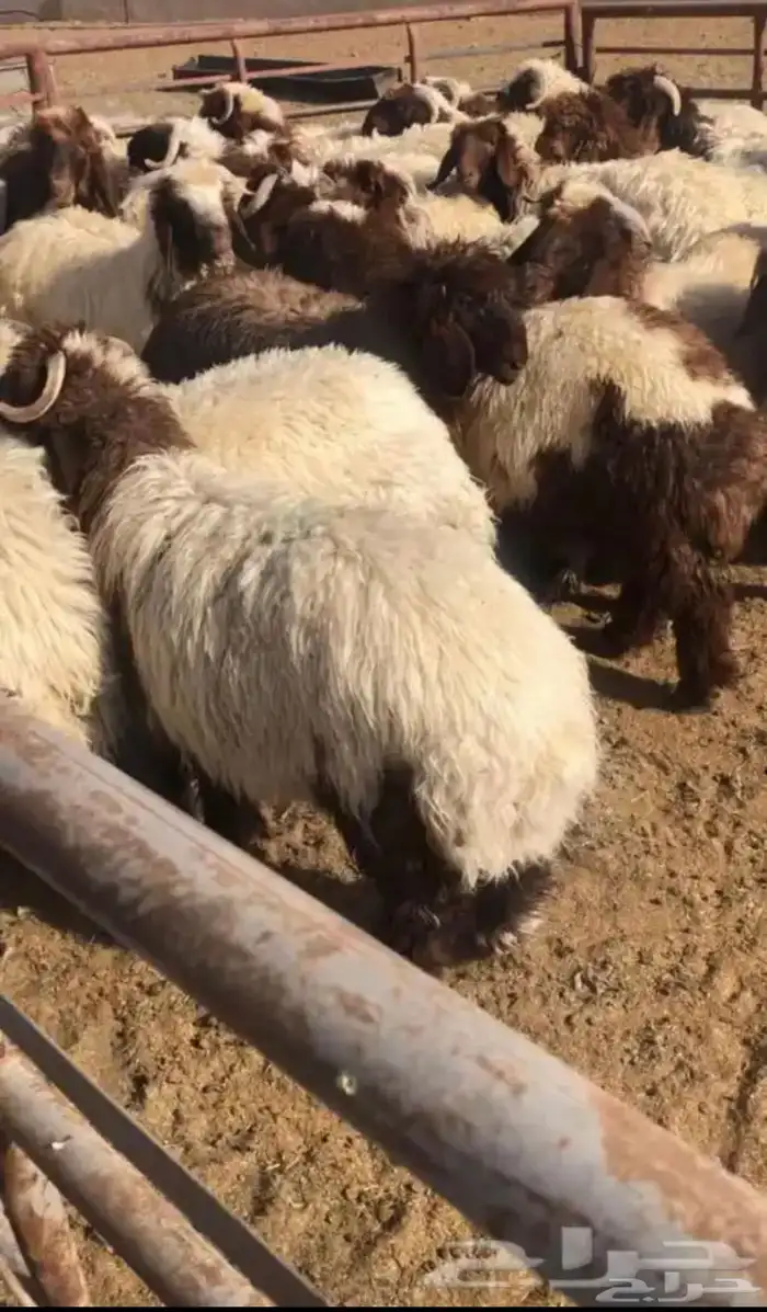 ذبايح الشرقيه 0