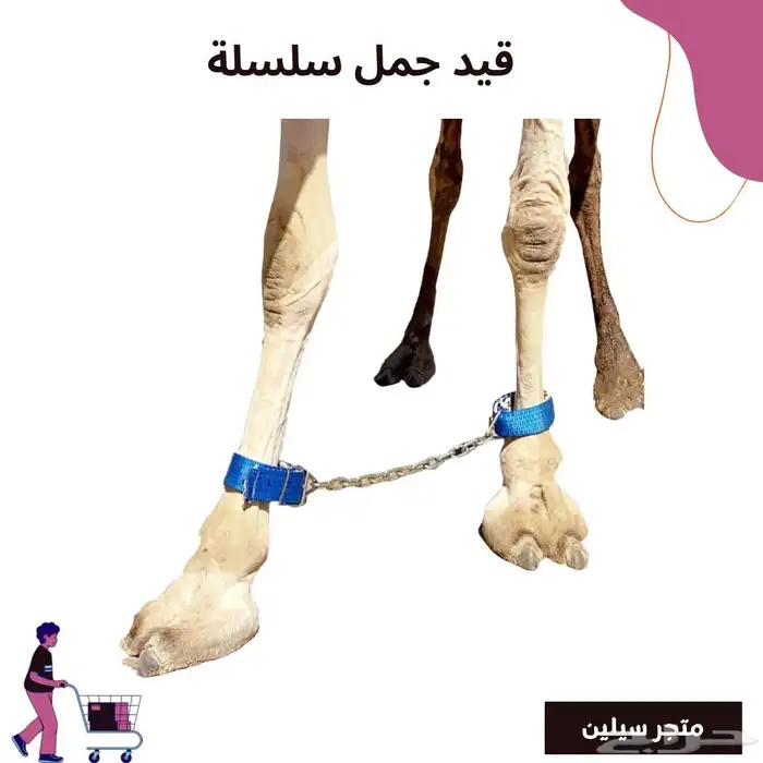 قيد جمل سلسلة 0