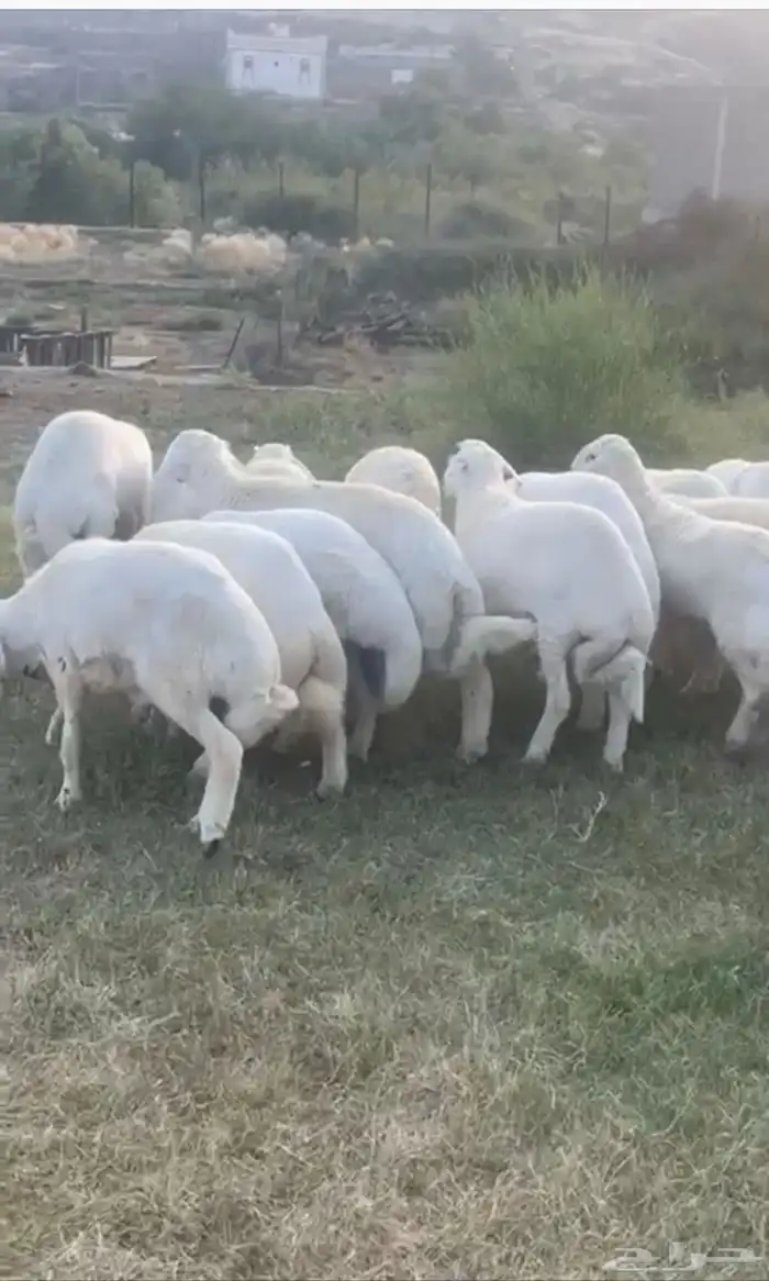 خرفان حري 0