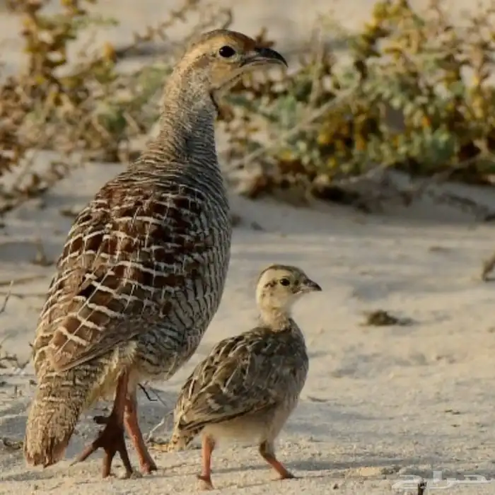 جهاز أصوات الطيور 200 صوت 5