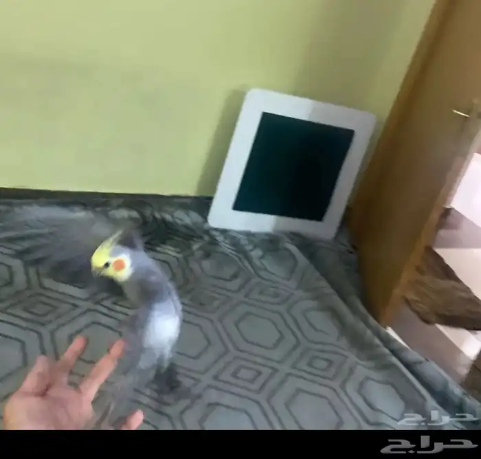 ببغاء كروان اليففف جدا 2